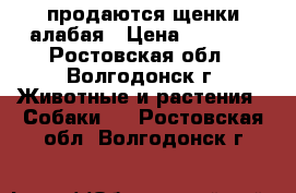 продаются щенки алабая › Цена ­ 8 000 - Ростовская обл., Волгодонск г. Животные и растения » Собаки   . Ростовская обл.,Волгодонск г.